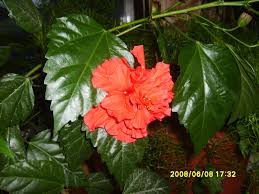  törpe hawaii rózsa